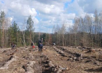 У Кролевецькому лісгоспі триває лісокультурна кампанія