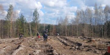 У Кролевецькому лісгоспі триває лісокультурна кампанія