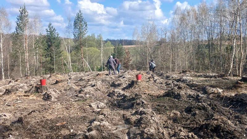 У Кролевецькому лісгоспі триває лісокультурна кампанія