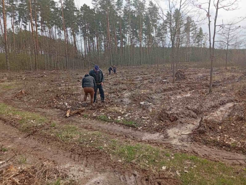 У Кролевецькому лісгоспі триває лісокультурна кампанія