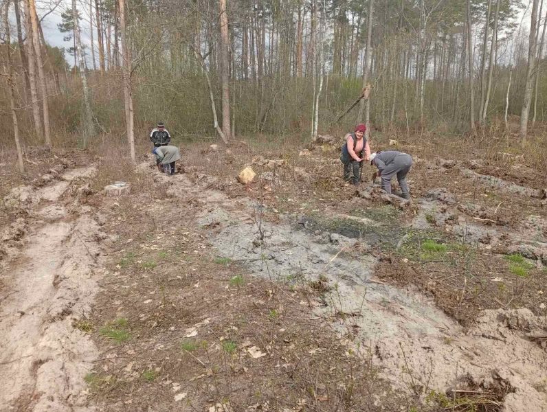 У Кролевецькому лісгоспі триває лісокультурна кампанія