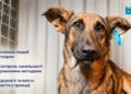 УВАГА! Стерилізація безпритульних тварин