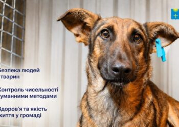 УВАГА! Стерилізація безпритульних тварин