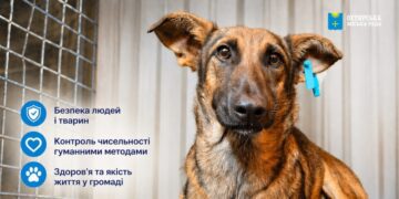 УВАГА! Стерилізація безпритульних тварин