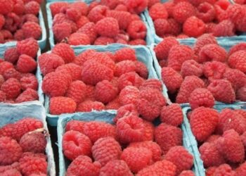 Україна торік на 53,9% збільшила експорт заморожених ягід – дослідження