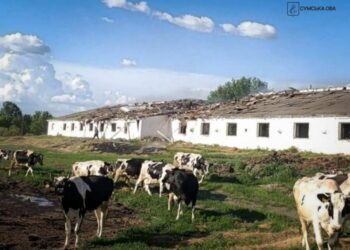 Росіяни атакували ферму у Сумському районі: поранено працівницю, загинула худоба