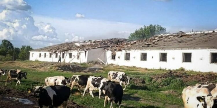 Росіяни атакували ферму у Сумському районі: поранено працівницю, загинула худоба