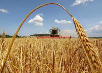 Аграрії Сумщини просять скоротити комендантську годину на період жнив