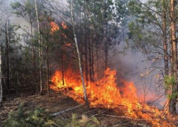 Через надзвичайну пожежну небезпеку жителів Конотопщини закликають не відвідувати ліси