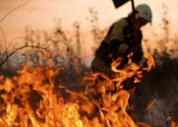Лісівники Кролевеччини закликають берегти ліси від вогню: спекотна погода підвищує ризик пожеж