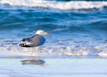 У Балтійському морі знайшли місце з водою, як на Адріатиці
