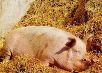 На Конотопщині підтверджено випадок африканської чуми свиней