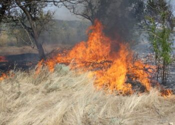 На Конотопщині зберігається високий рівень пожежної небезпеки: лісівники закликають бути обережними