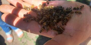 На Сумщині зафіксували випадок масового отруєння бджіл