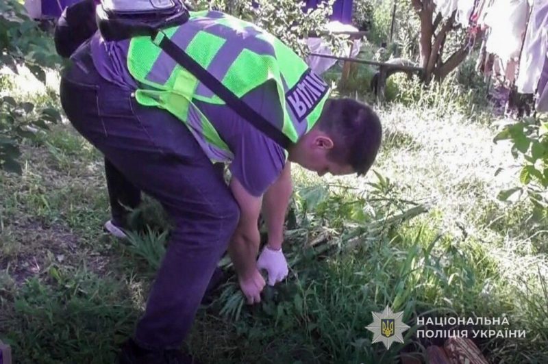 Поліцейські Конотопу викрили чоловіка, який вирощував коноплі та зберігав канабіс