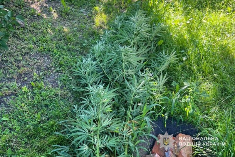 Поліцейські Конотопу викрили чоловіка, який вирощував коноплі та зберігав канабіс