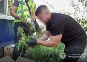 Поліцейські Конотопу викрили чоловіка, який вирощував коноплі та зберігав канабіс