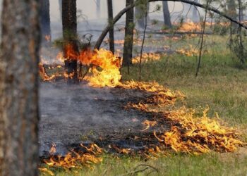 У сезон пікніків на природі будьте особливо уважними та обережними