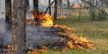 У сезон пікніків на природі будьте особливо уважними та обережними