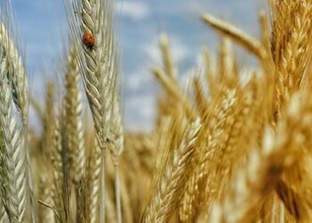 Україна наростила експорт зерна: яка культура лідирує