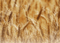 Урожай більше, експорт менше: оновлено прогноз для українського зерна