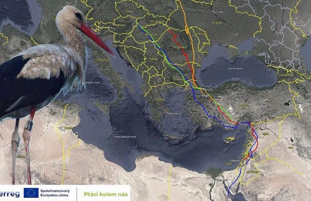 Словацький лелека встановив рекорд швидкості