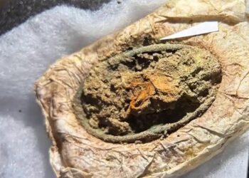 У Данії знайшли рідкісне поховання дівчинки-вікінга