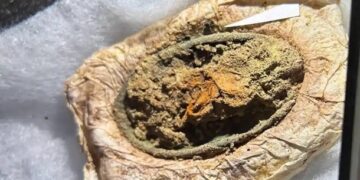 У Данії знайшли рідкісне поховання дівчинки-вікінга
