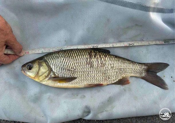 Рідкісні риби оселилися у водоймах Чорнобильської зони