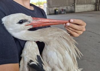 Словацький лелека встановив рекорд швидкості