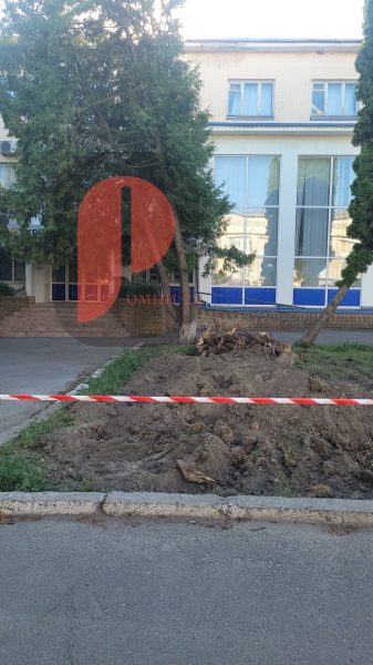 ФОТОФАКТ! У Ромнах біля Укрпошти облаштовують нову клумбу: туї вже викорчували