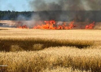 На Новгород-Сіверщині падіння ворожого БпЛА спричинило пожежу на пшеничному полі