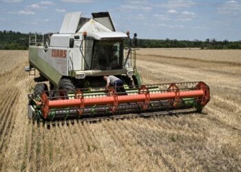Україна намолотила 33 млн тонн зерна: які культури вже зібрали