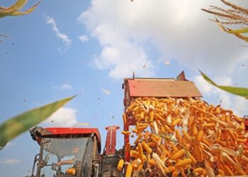 Україна наростила експорт кукурудзи