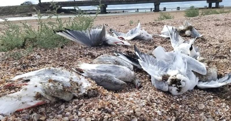 Мільйони птахів під загрозою: як війна змінює маршрути й знищує місця гніздування пернатих