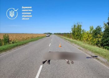 На Сумщині внаслідок ДТП загинув лось: винуватець аварії компенсує державі, завдані довкіллю збитки