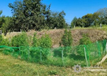 Понад 18 кілограмів канабісу та 327 кущів конопель: поліція Сумщини підбила підсумки масштабної операції «Джентельмени» + Відео