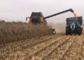 Аграрії громади розпочали обмолот кукурудзи + Відео