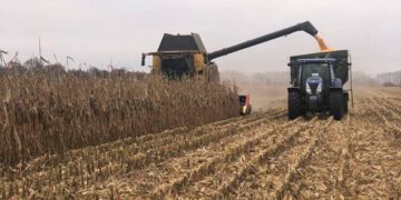 Аграрії громади розпочали обмолот кукурудзи + Відео
