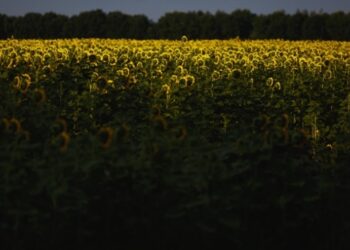 У Мінагрополітики озвучили прогноз щодо олійних