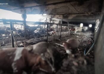 На Конотопщині російський дрон атакував ферму, загинула 31-річна працівниця