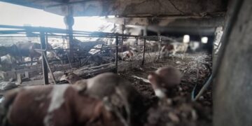 На Конотопщині російський дрон атакував ферму, загинула 31-річна працівниця