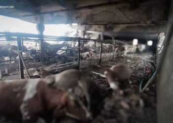 На Конотопщині російський дрон забрав життя молодої працівниці ферми: четверо людей поранені