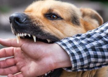 Понад 300 жителів Конотопщини звернулися до медиків через укуси тварин
