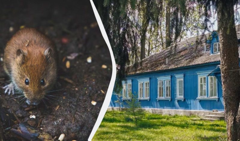 Простий трюк із серветкою допоможе позбутися щурів і мишей: що потрібно зробити